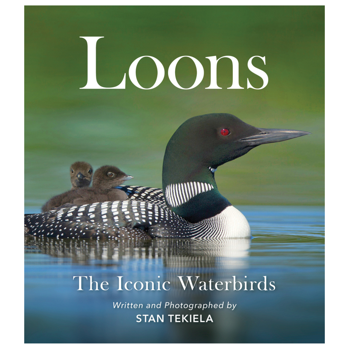 Loons: The Iconic Waterbirds
