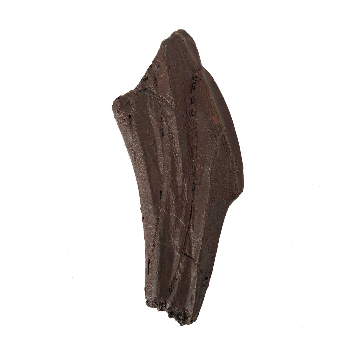 Edmontosaurus Cast Tooth