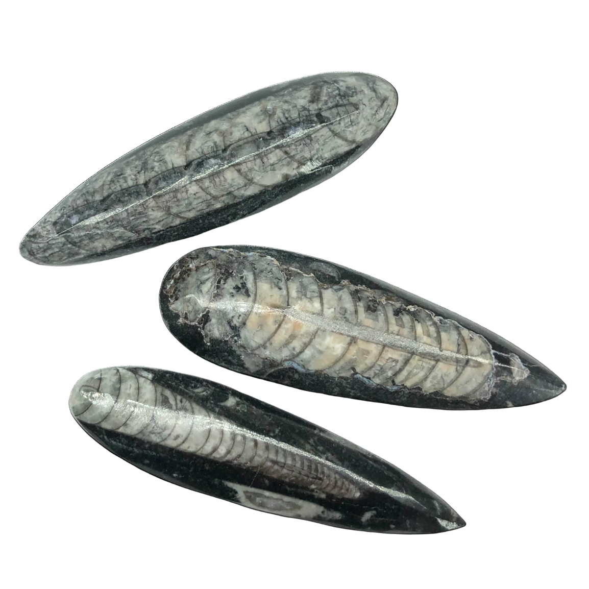 Orthoceras $6.00
