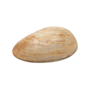 Fossil Clam $29.99