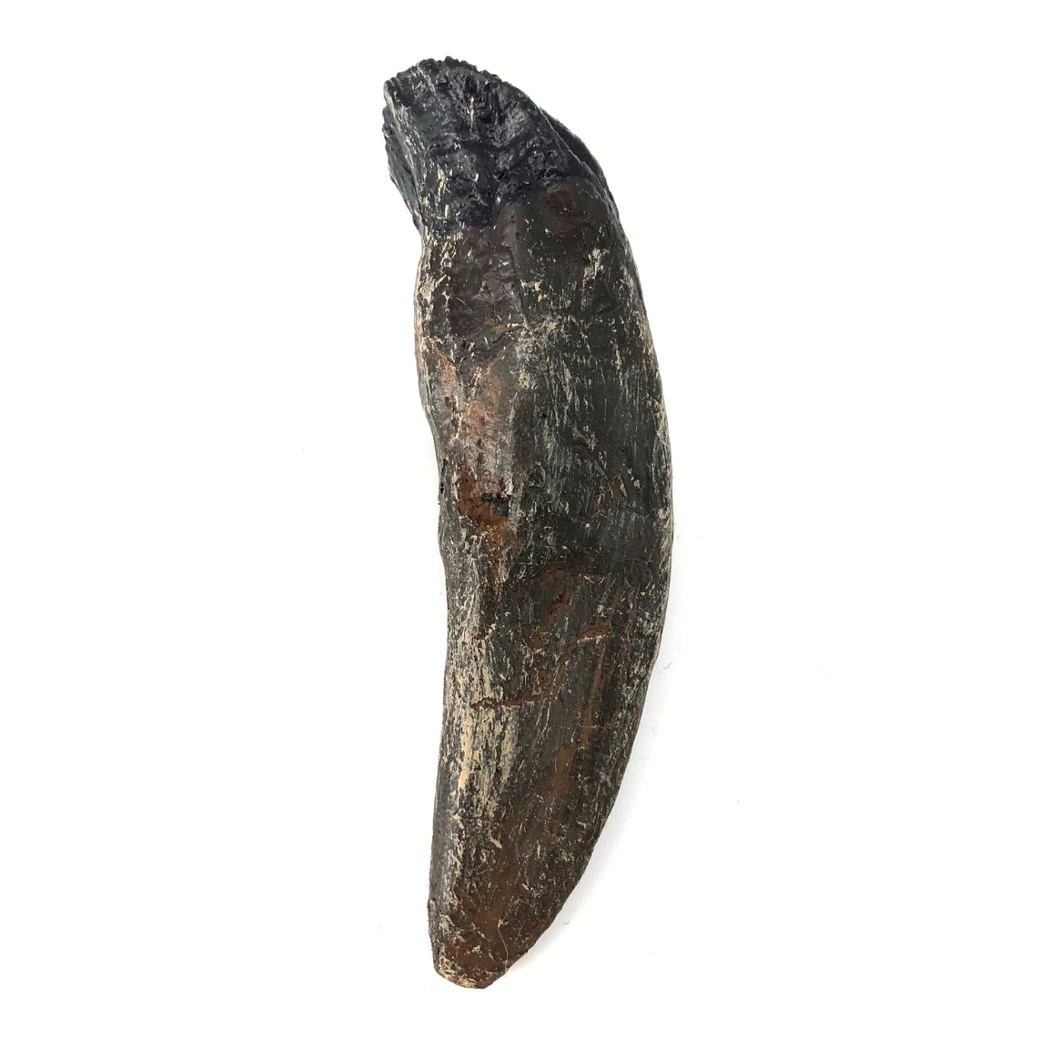 Protoceratops Cast Tooth