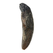 Protoceratops Cast Tooth