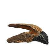 Triceratops Cast Tooth