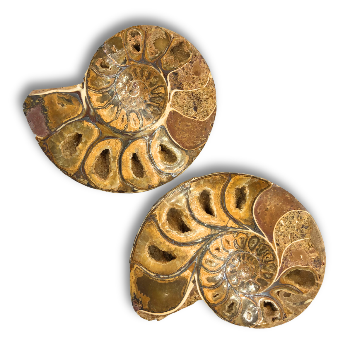 Ammonite Split Pair $99.99