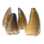 Mosasaurus Tooth $30.00
