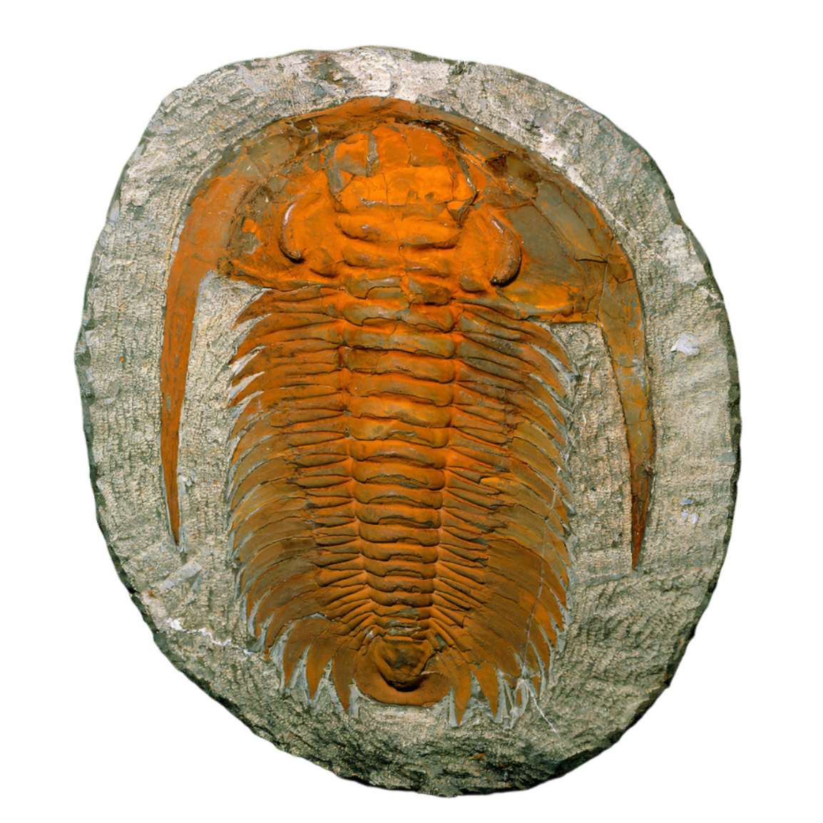 Trilobite Sun