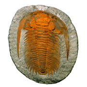 Trilobite Sun