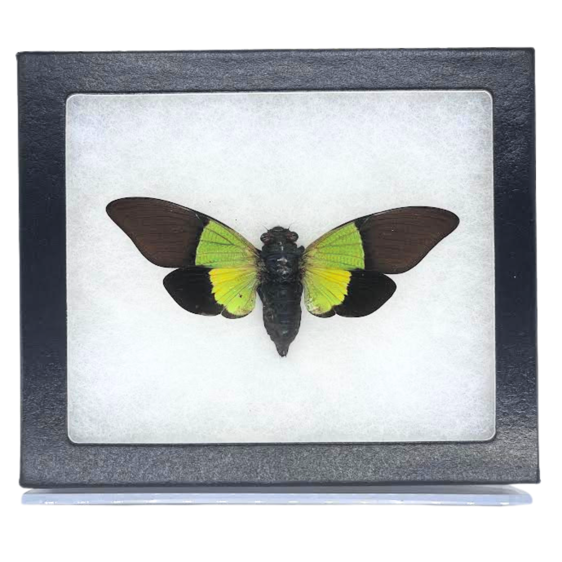 Limited Edition Riker Mounted Green Leaf Cicada