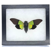 Limited Edition Riker Mounted Green Leaf Cicada