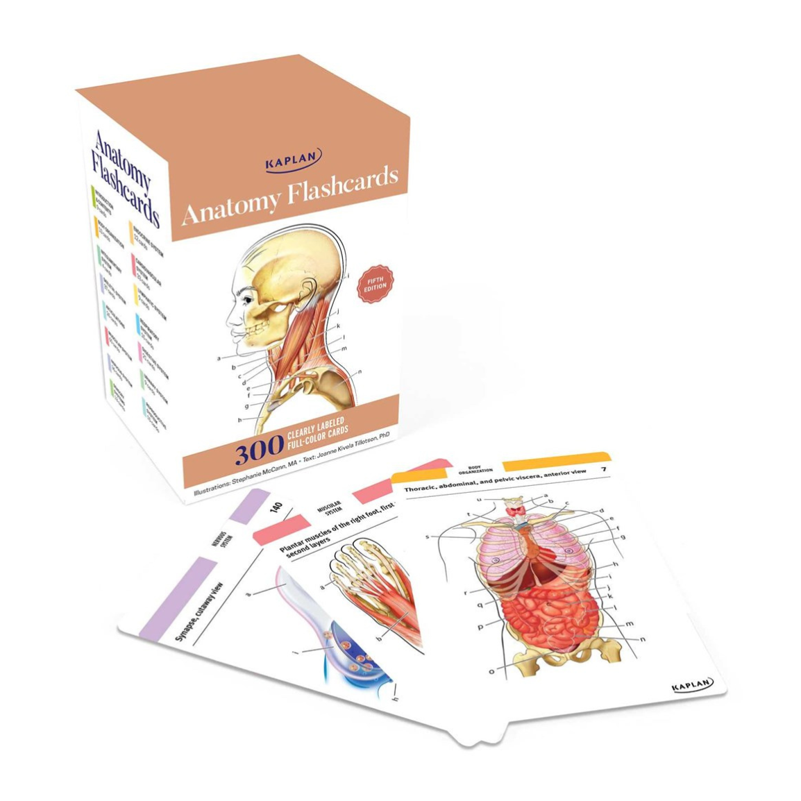 Anatomy Flashcards