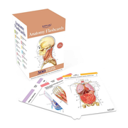 Anatomy Flashcards