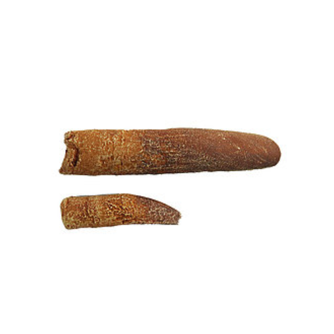 Rebbachisaurus Cast Teeth