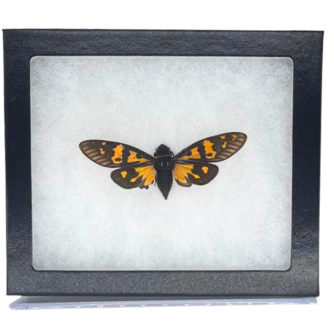 Limited Edition Riker Mounted Butterfly Cicada