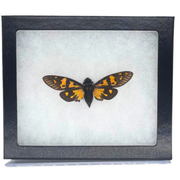 Limited Edition Riker Mounted Butterfly Cicada