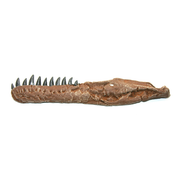 Dromaeosaurus Cast Jaw