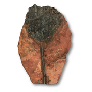 Crinoid Fossil $210.00