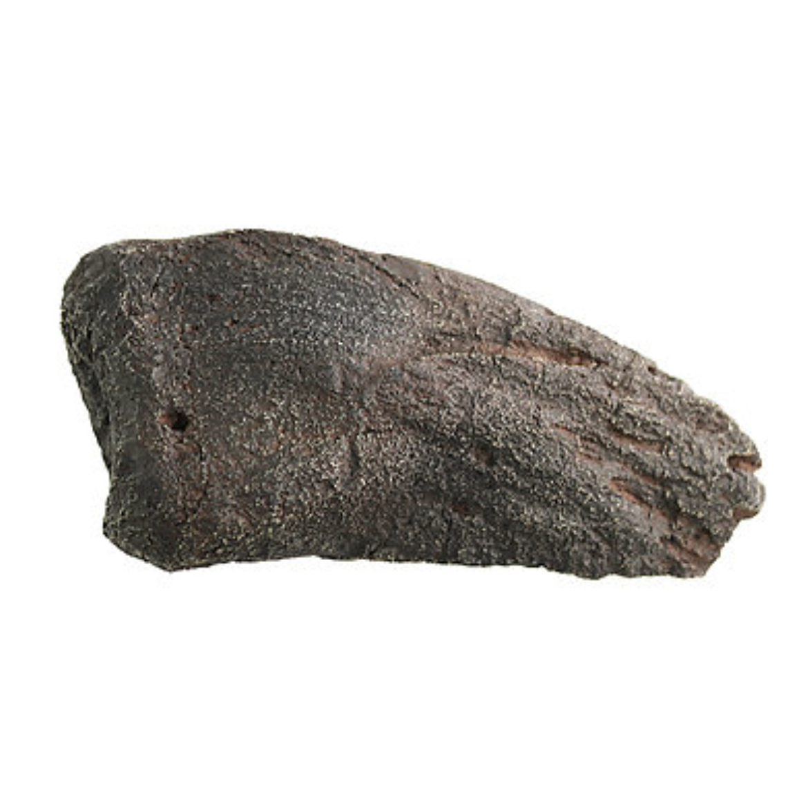 Camarasaurus Cast Thumb Claw