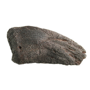 Camarasaurus Cast Thumb Claw