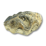 Large Fossil Oyster $80.00