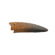 Spinosaurus Cast Small Shed Tooth