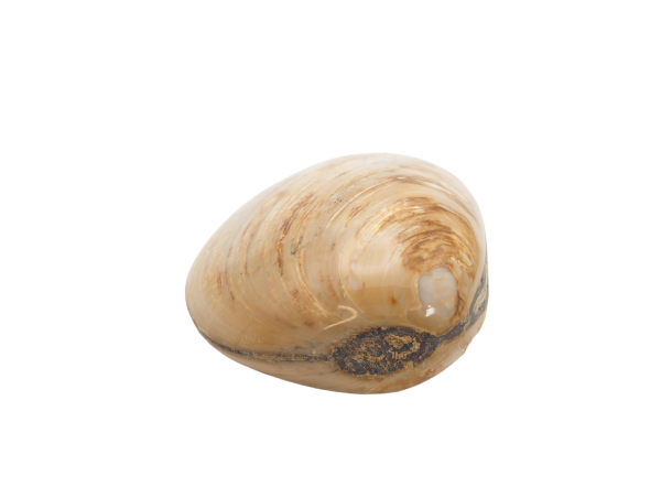 Fossil Clam $30.00