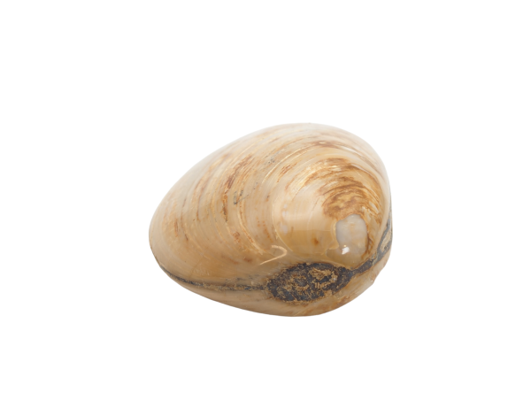 Fossil Clam $29.99