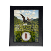 Pterosaur Tooth Box