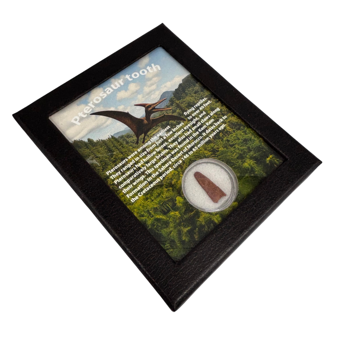 Pterosaur Tooth Box