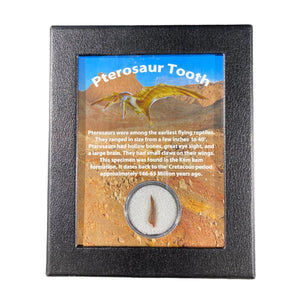 Pterosaur Tooth Box