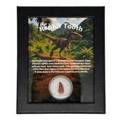 Raptor Tooth Box