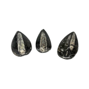 Orthoceras $9.99