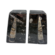 Orthoceras Bookends
