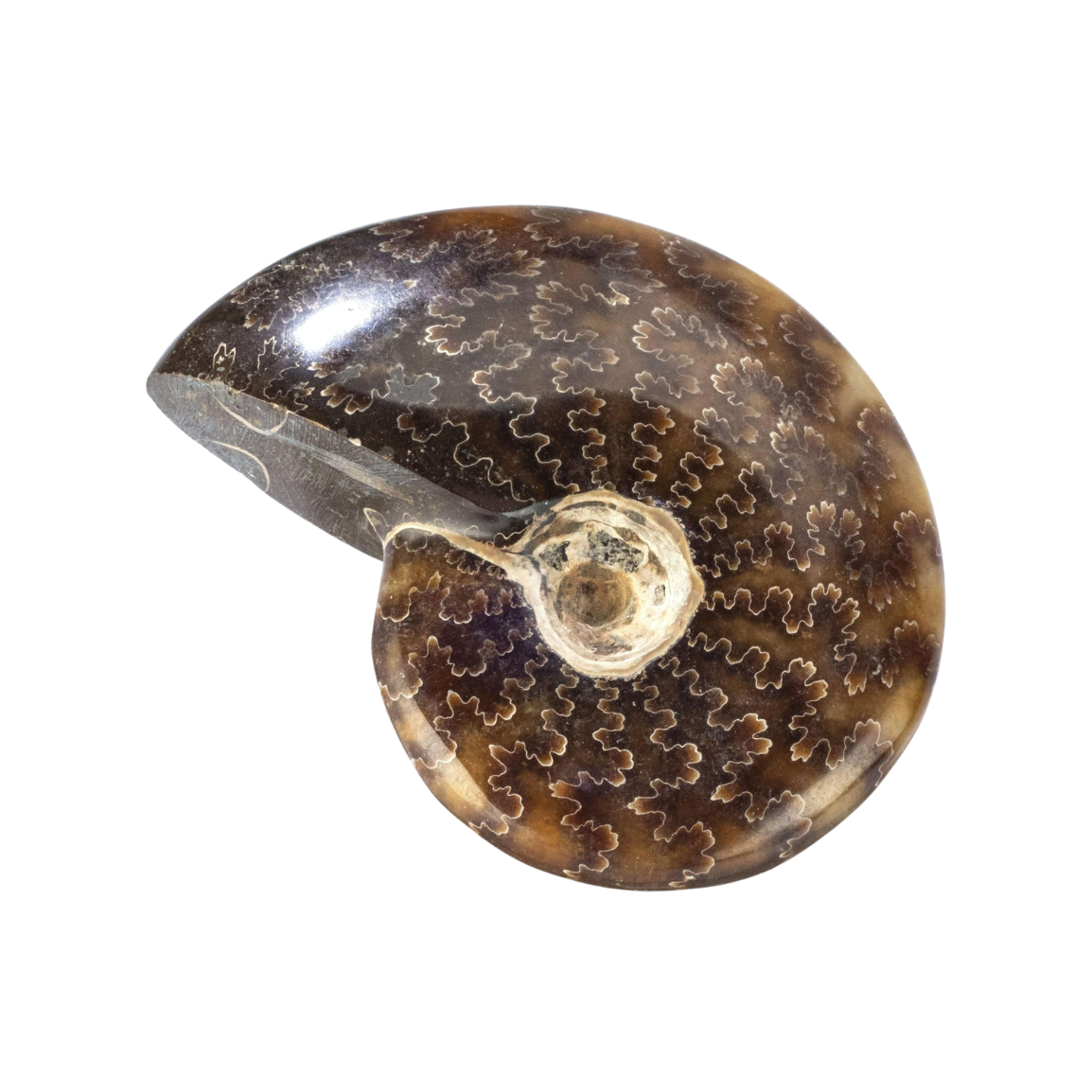 Ammonite $39.99