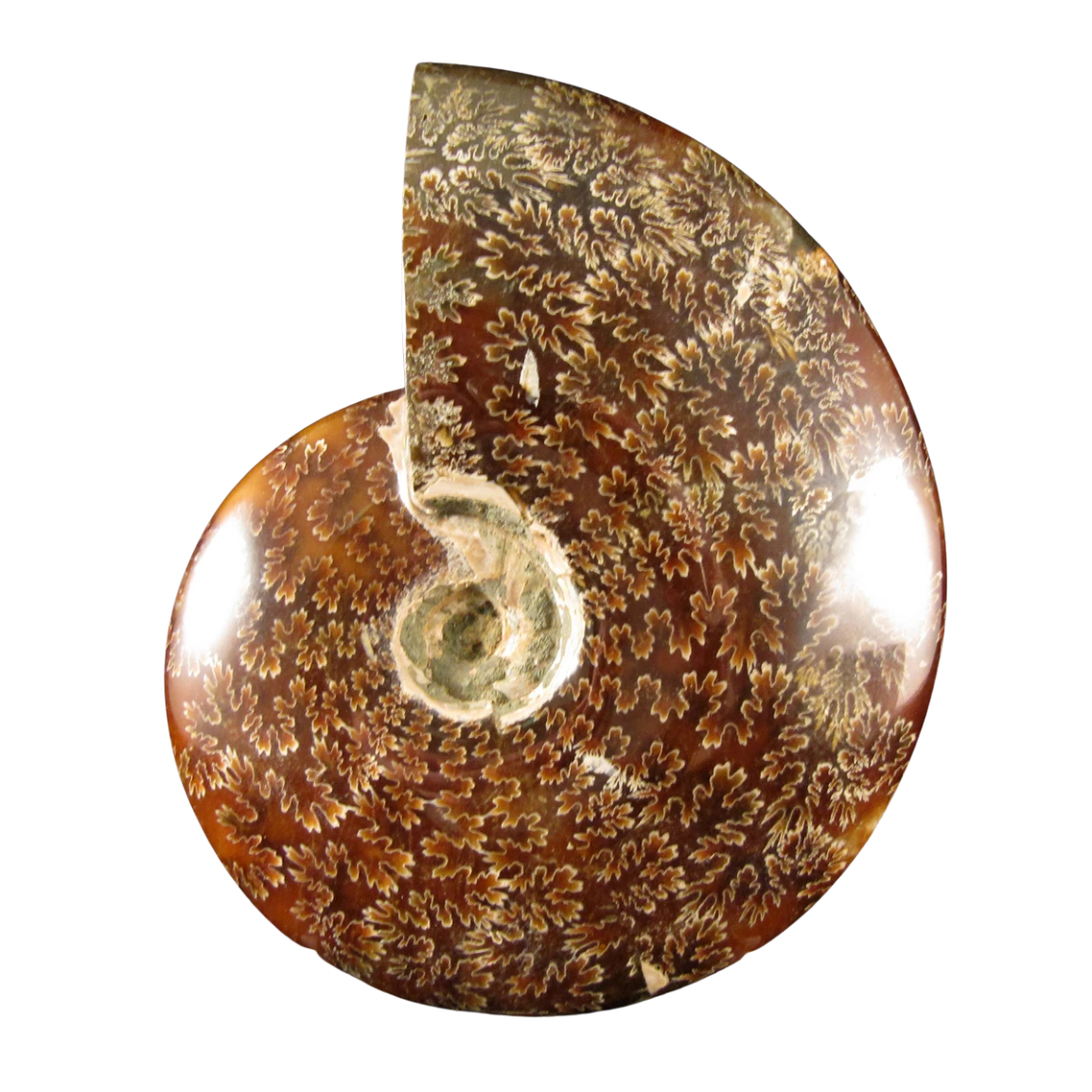 Ammonite $64.99