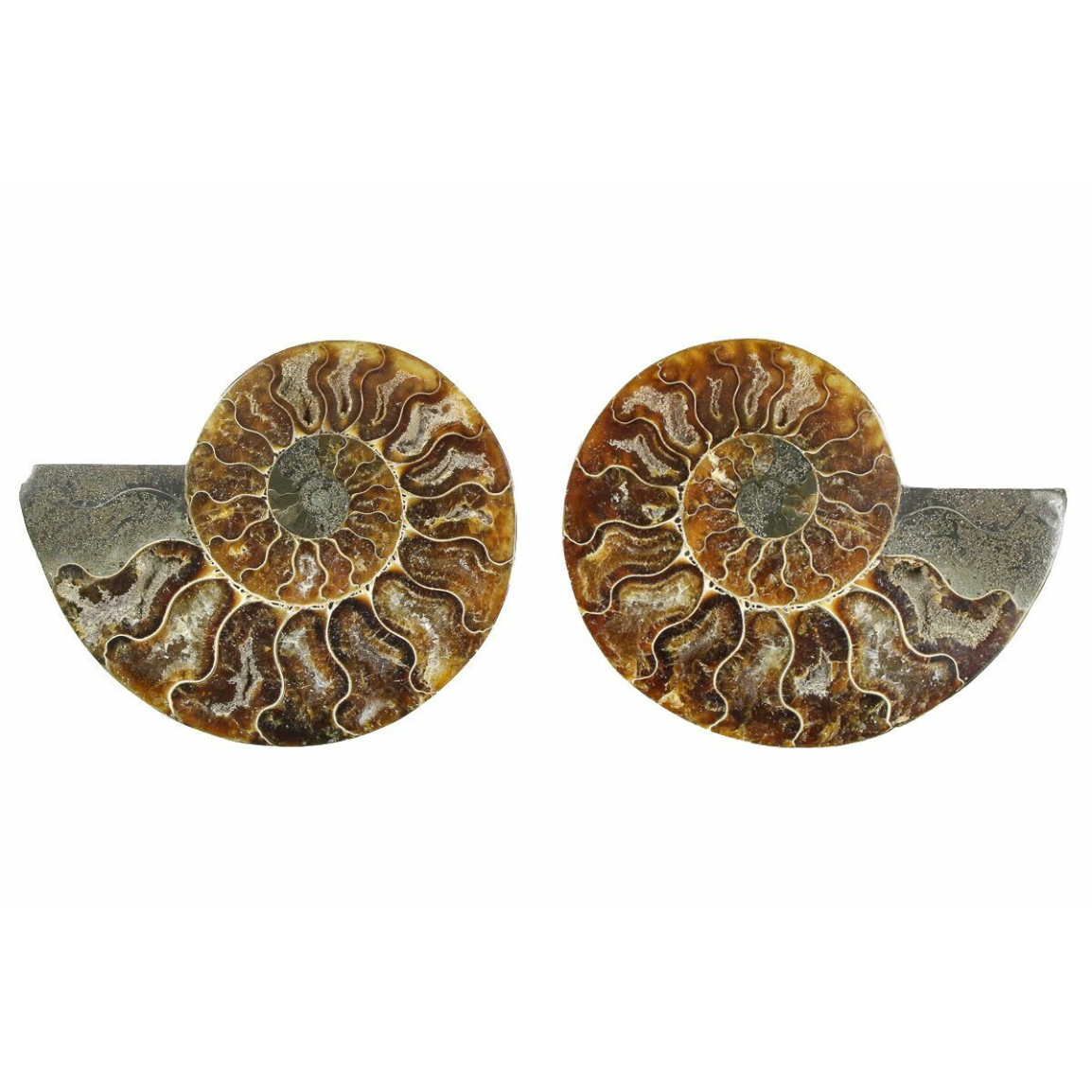 Ammonite Split Pair $44.99