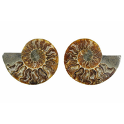 Ammonite Split Pair $44.99
