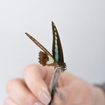 Entomology STEM Pinning Kit - Comprehensive Insect Preservation Kit