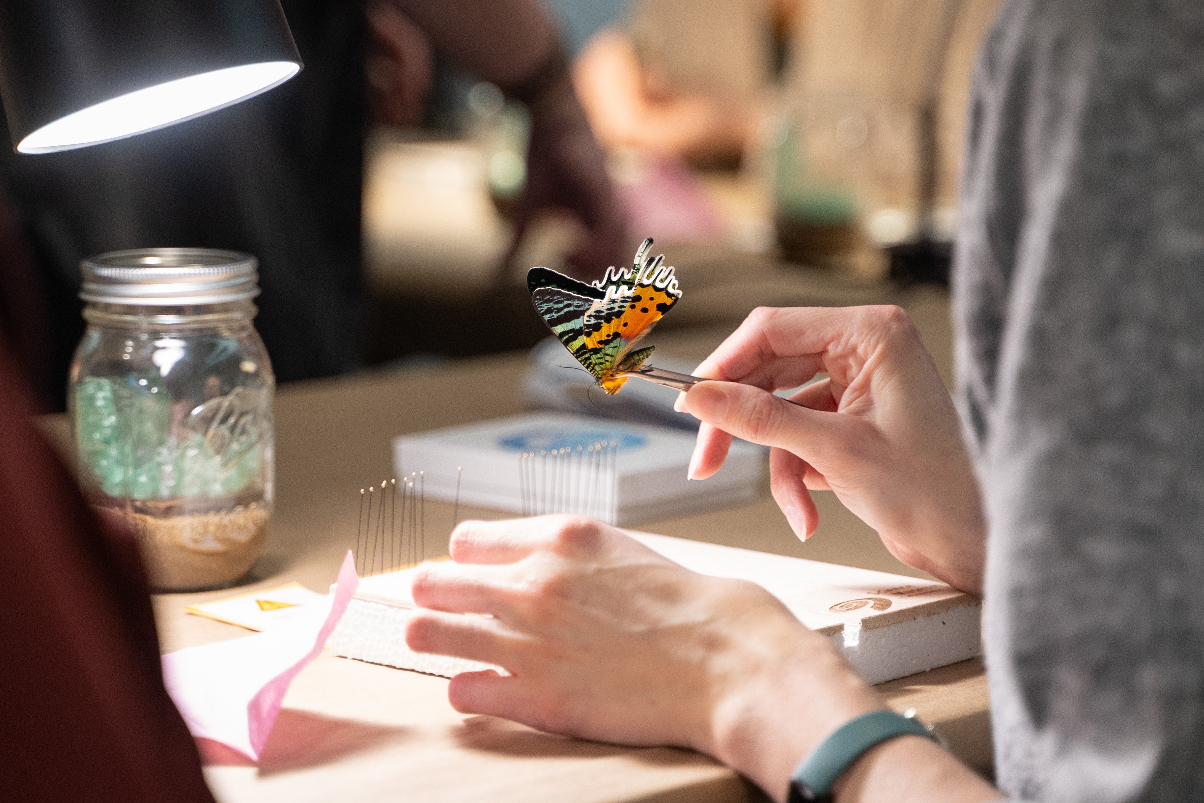 Entomology Pinning Workshop: Sunset Moth
