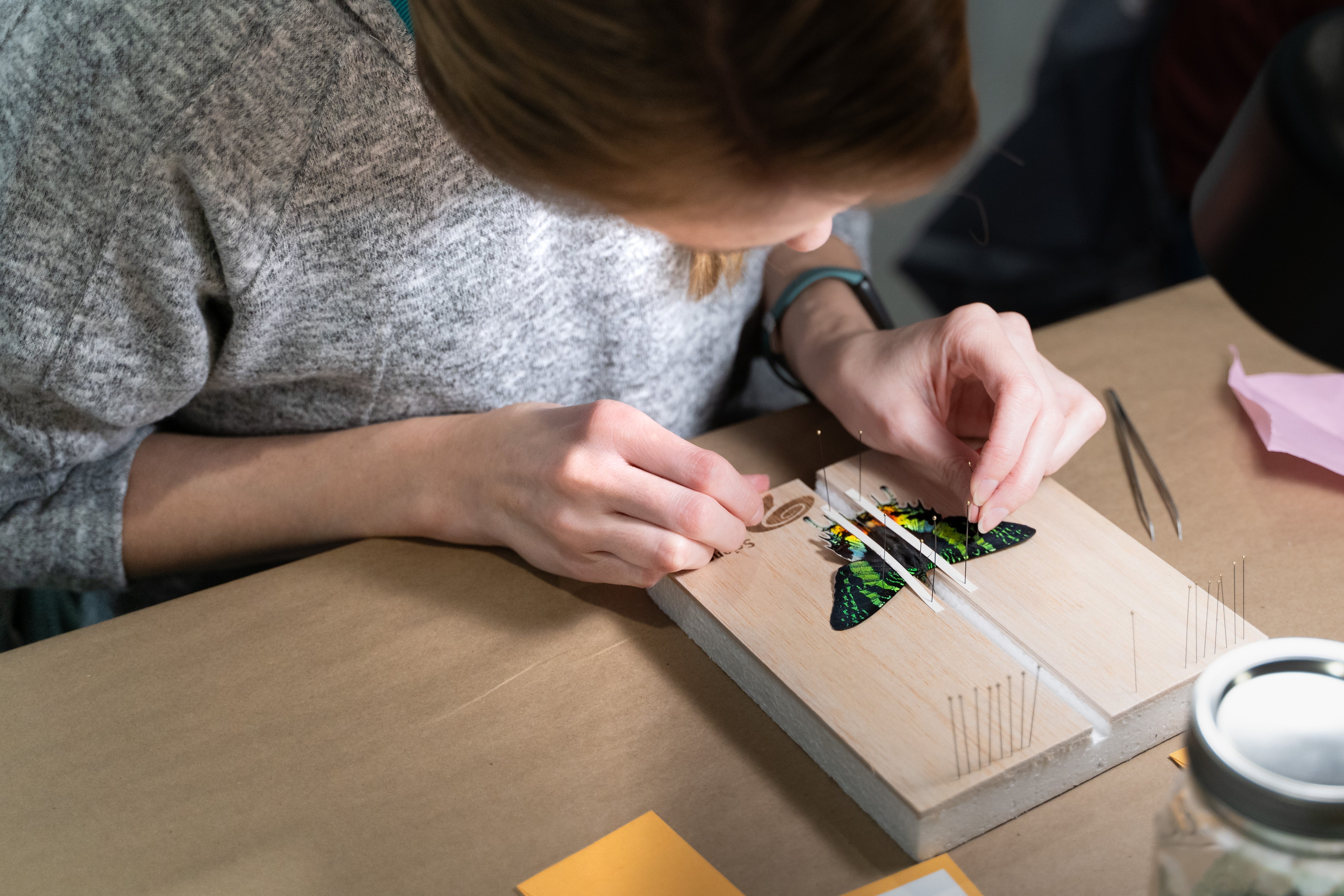 Entomology STEM Pinning Kit - Comprehensive Insect Preservation Kit