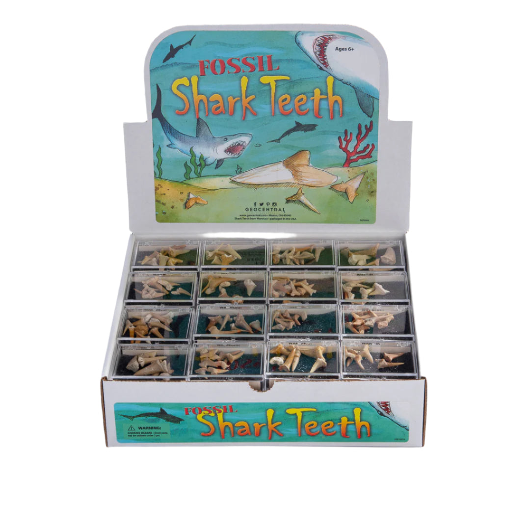 Science Museum of Minnesota Shark Teeth Box