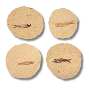 Fossil Fish $39.99