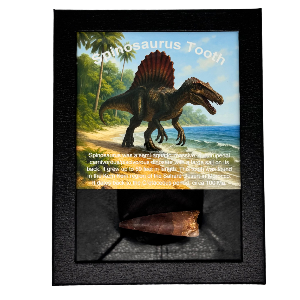 Large Spinosaurus Tooth Box