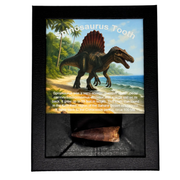 Large Spinosaurus Tooth Box