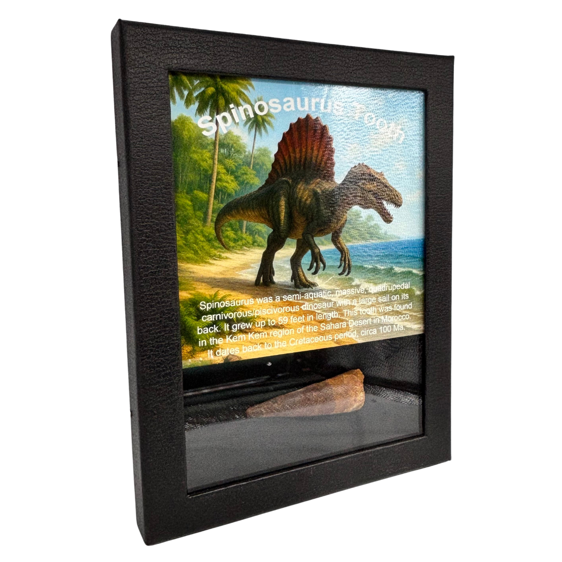 Large Spinosaurus Tooth Box