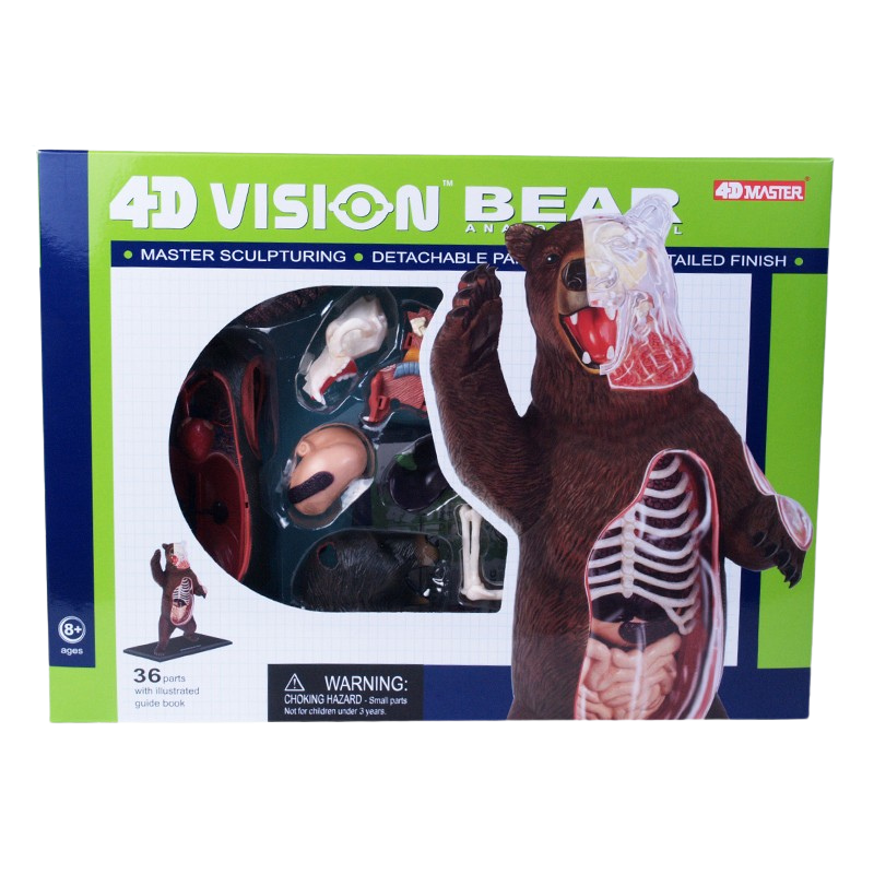 Bear 4D Vision Anatomy Model