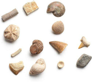 Dig a Dozen Fossil Bricks