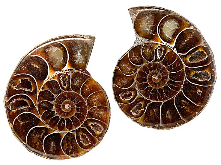 Ammonite Split Pair $20.00 – The Science Museum of Minnesota