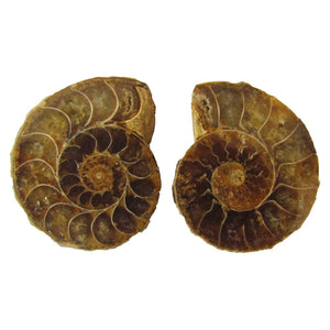 Ammonite Split Pair $8.00