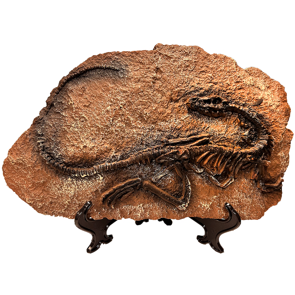 Coelophysis Prehistoric Skeleton Plaque