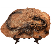 Coelophysis Prehistoric Skeleton Plaque